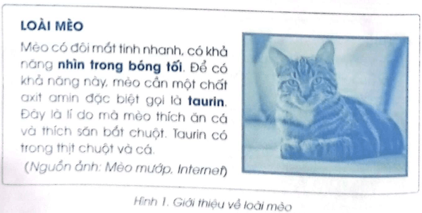 Vở bài tập Tin học lớp 5 Bài 5: Thực hành tổng hợp soạn thảo văn bản | Cánh diều