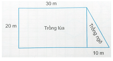 Vở bài tập Toán lớp 5 Kết nối tri thức Bài 26: Hình thang. Diện tích hình thang