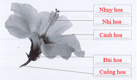 Vở bài tập Tự nhiên xã hội lớp 3 trang 38, 39, 40, 41, 42 Bài 12: Các bộ phận của thực vật và chức năng của chúng | Cánh diều