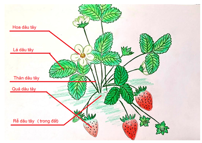 Vở bài tập Tự nhiên xã hội lớp 3 trang 36, 37, 38 Bài 13: Một số bộ phận của thực vật | Kết nối tri thức (ảnh 4)