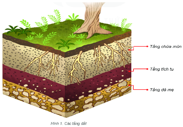 Quan sát hình 1: Em hãy kể tên các tầng đất