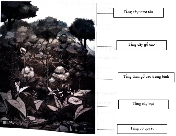 Em hãy chú thích các tầng của rừng mưa nhiệt đới trong hình sau