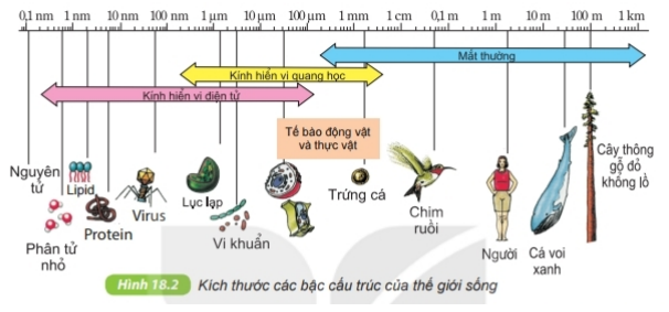 Quan sát kích thước tế bào vi khuẩn tế bào động vật