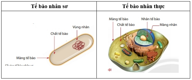 Vẽ hình dạng cấu tạo của tế bào nhân sơ và tế bào nhân thực