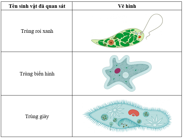 Tổng hợp 358 về hình vẽ trùng giày mới nhất  Starkid