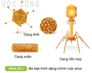 Quan sát hình 29.1 SGK KHTN 6 em có nhận xét gì về hình dạng của virus