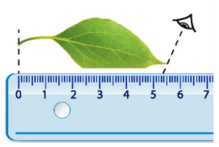Một học sinh tiến hành đo chiều dài của một chiếc lá