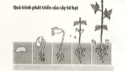 Quan sát quá trình lớn lên của cây đậu ở hình sau, em hãy cho biết nhờ đâu mà cây đậu lớn lên được