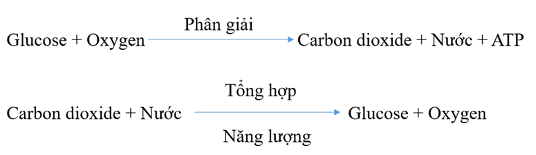 Sử dụng các từ Glucose, Carbon dioxide, ATP, nước, oxygen thay cho các dấu (?) trong các phương trình dưới đây