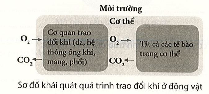 Quan sát hình dưới và mô tả đường đi của khí qua cơ quan trao đổi khí ở động vật