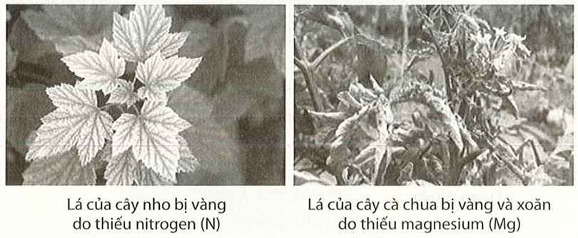 Chất dinh dưỡng có vai trò gì đối với thực vật? Nêu một số biểu hiện ở thực vật