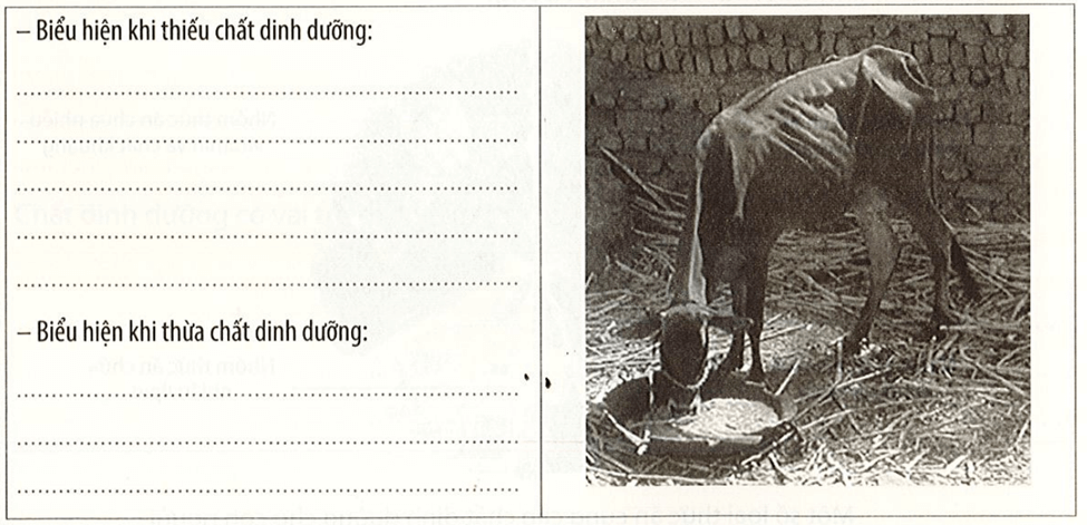 Hình dưới thể hiện động vật bị thiếu chất dinh dưỡng. Hãy tìm hiểu và nêu một số biểu hiện