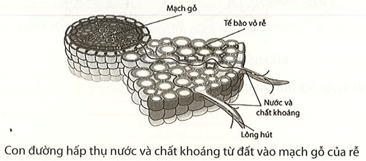 Quan sát hình dưới, mô tả con đường nước và chất khoáng đi từ đất vào mạch gỗ của cây