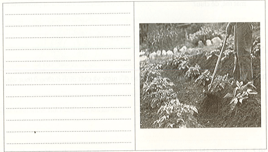 Quan sát hình dưới và cho biết việc vun xới đất có tác dụng gì đối với cây trồng