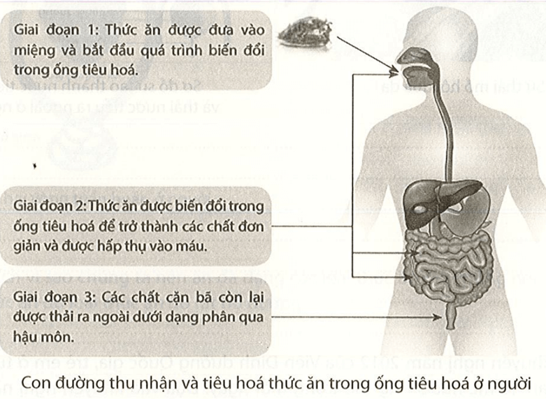 Quan sát hình dưới, hãy mô tả con đường thu nhận và tiêu hóa thức ăn