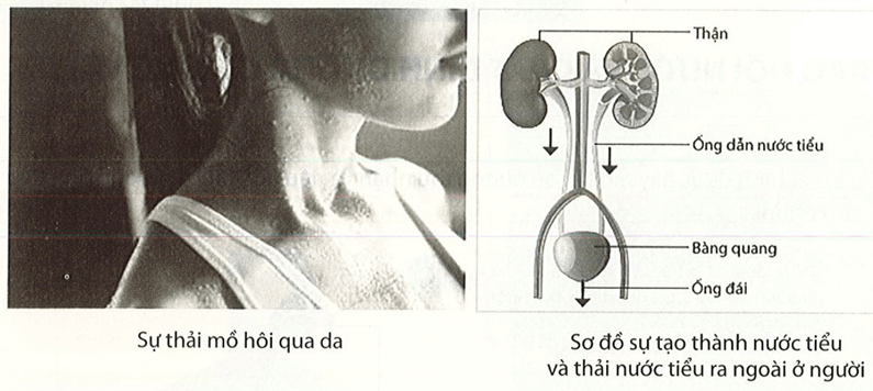 Quan sát hình dưới, cho biết nước đào thải ra khỏi cơ thể như thế nào