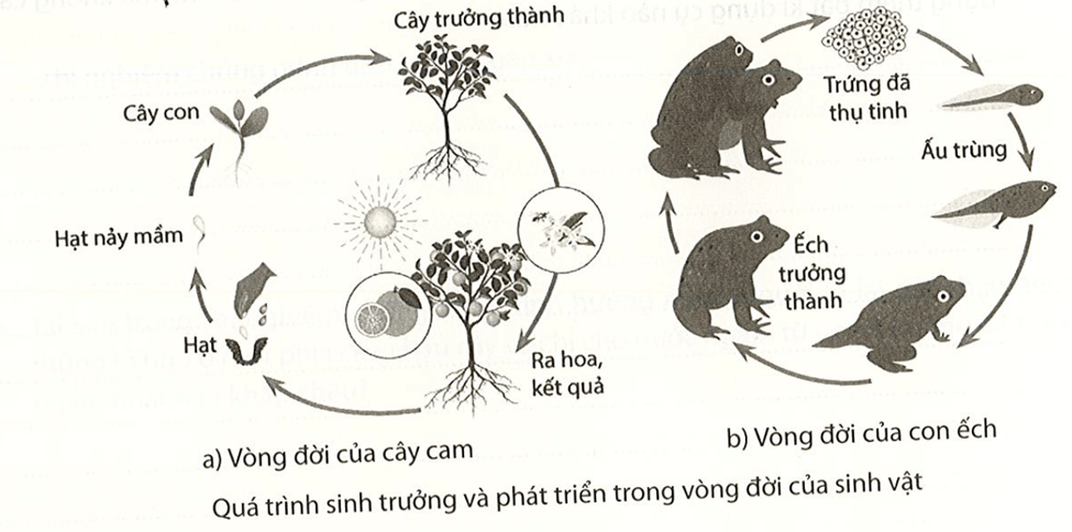 Quan sát hình dưới, thực hiện các yêu cầu sau Phát biểu khái niệm sinh trưởng và phát triển