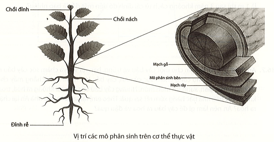 Quan sát hình dưới và hoàn thành nội dung trong bảng sau trang 55 Vở thực hành KHTN 7 Tập 2