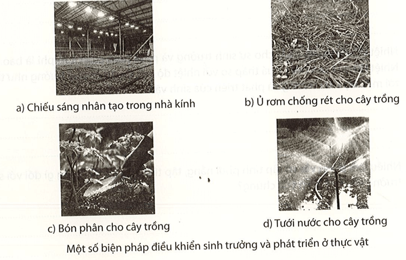 Nêu các biện pháp điều khiển sinh trưởng, phát triển ở thực vật