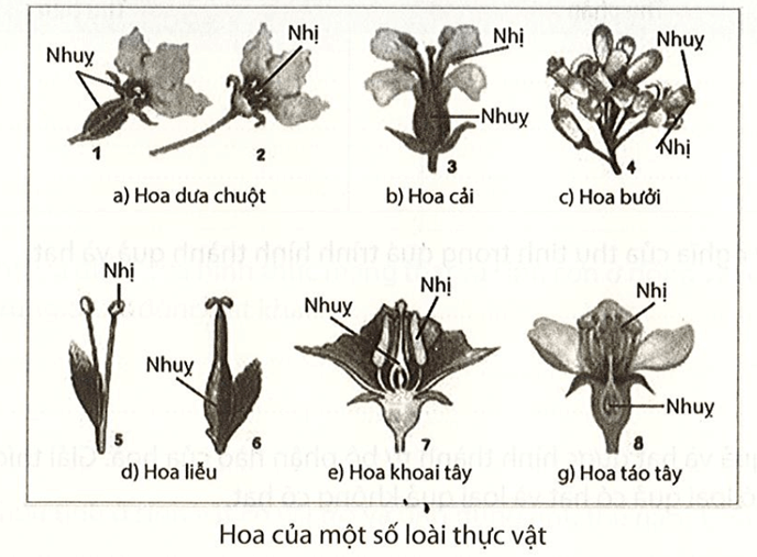 Phân loại hoa đơn tính và hoa lưỡng tính trong hình dưới đây