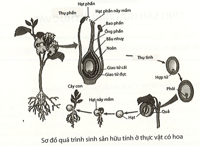 Quan sát hình dưới, thực hiện các yêu cầu sau Mô tả các giai đoạn trong sinh sản hữu tính ở thực vật