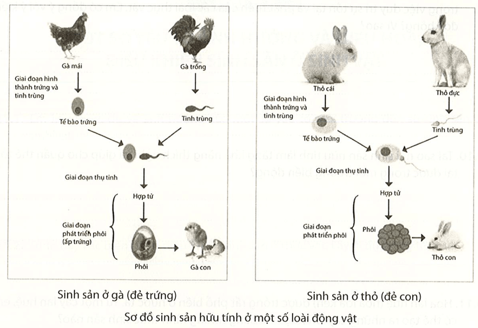 Quan sát hình dưới, mô tả khái quát các giai đoạn sinh sản hữu tính ở gà và thỏ