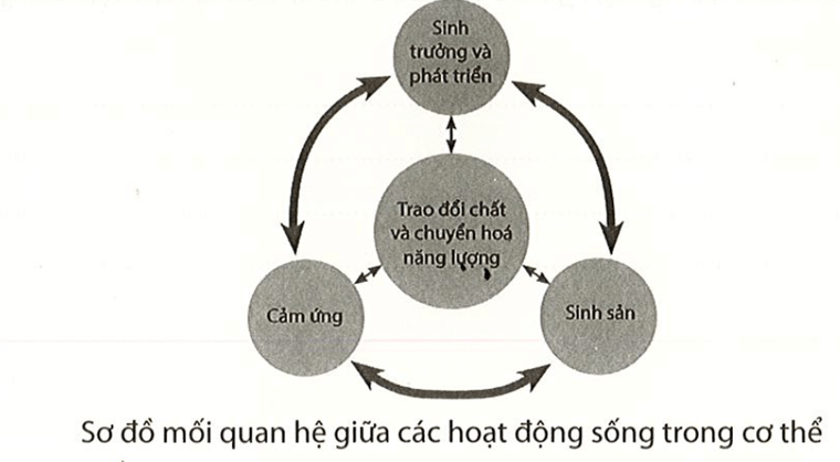 Quan sát hình dưới, cho biết cơ thể có các hoạt động sống nào