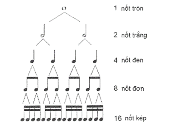 Ta đã biết về quan hệ giữa trường độ giữa các nốt nhạc như sau