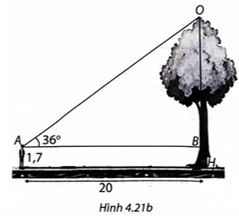 Một người đứng cách gốc cây 20 m nhìn thấy ngọn cây với góc 36 độ so với phương nằm ngang